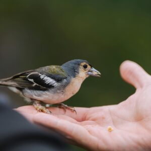 A Little Birdie Told Me: Exploring Animal-Human Communication